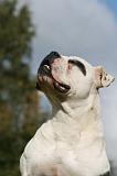 BOULEDOGUE AMERICAIN 292
